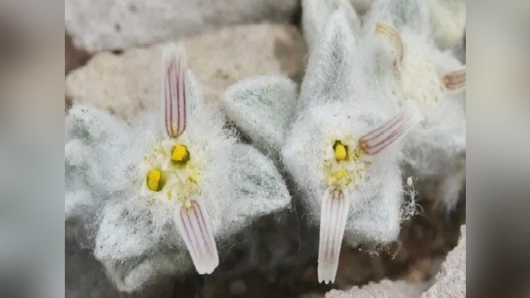 A new flower discovered in the USA after half a century.